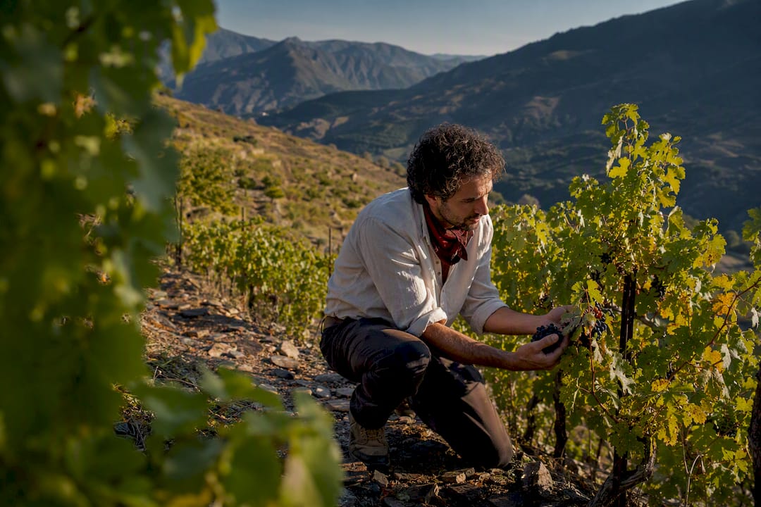 Winemaker inspecting grapes in hillside vineyard