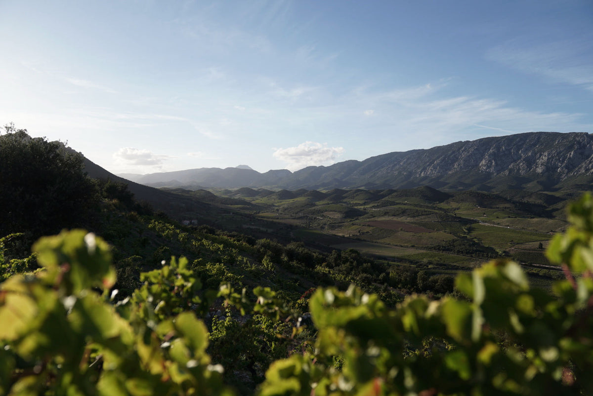 Understanding the Carbon Footprint of Wine