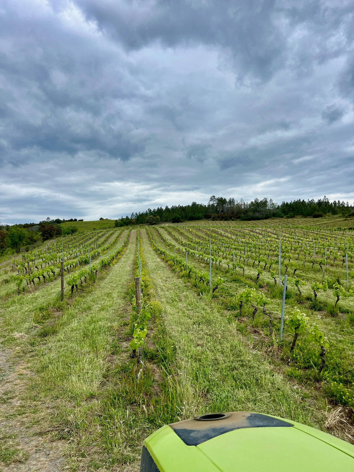 Res Fortes vineyards