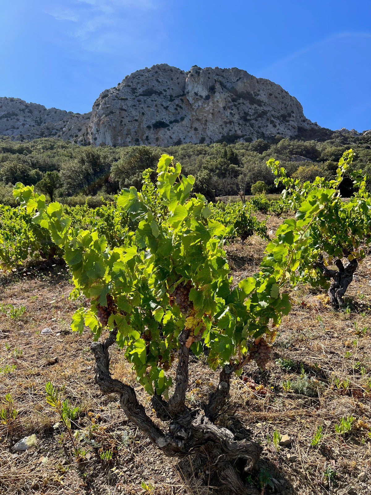 Res Fortes, 125 year old vine 