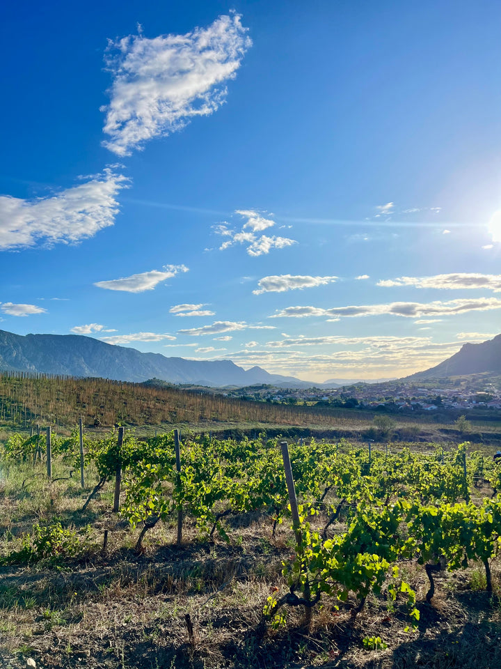 Sustainable Sips: Exploring the Eco-Friendly Practices of Roussillon's Wine Producers