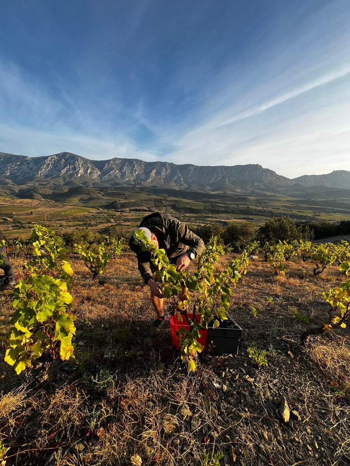 picking grapes in the Roussillon